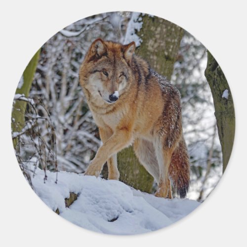 Wildlife Wolf Snow Photo Classic Round Sticker