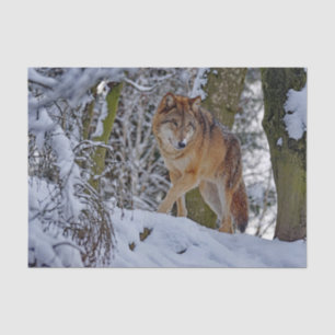 Wildlife Wolf Snow Photo Tissue Paper