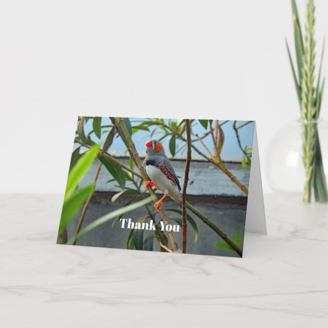 Wildlife Zebra Finch Letterpress Thank You Card (Front)