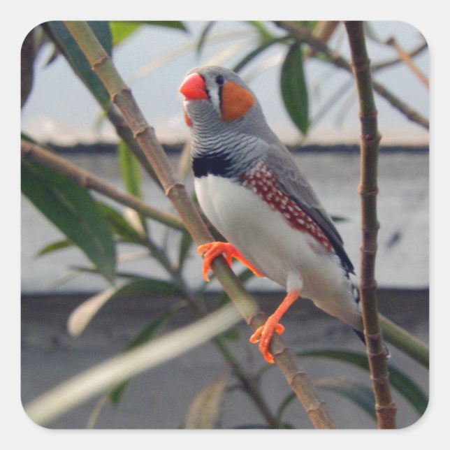 Wildlife Zebra Finch Photo Square Sticker (Front)