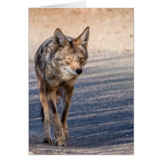 Wiley Coyote Cards