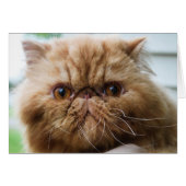 Wilford Up Close and Personal (Front Horizontal)