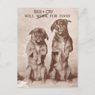 Will Beg & Cry for Food Postcard