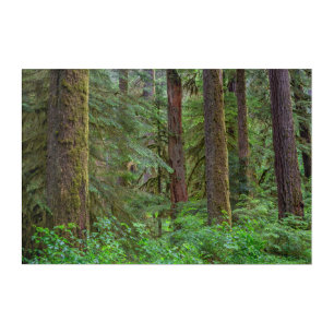 Willamette National Forest   Oregon Acrylic Print