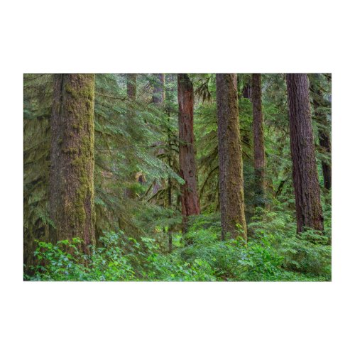 Willamette National Forest  Oregon Acrylic Print