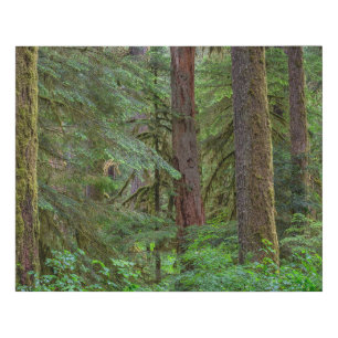 Willamette National Forest   Oregon Faux Canvas Print