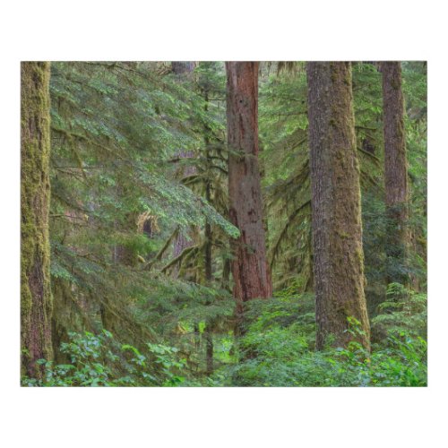 Willamette National Forest  Oregon Faux Canvas Print