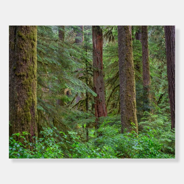 Willamette National Forest | Oregon Foam Board (Front)