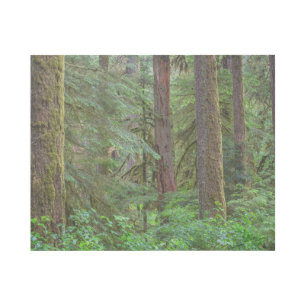 Willamette National Forest   Oregon Gallery Wrap