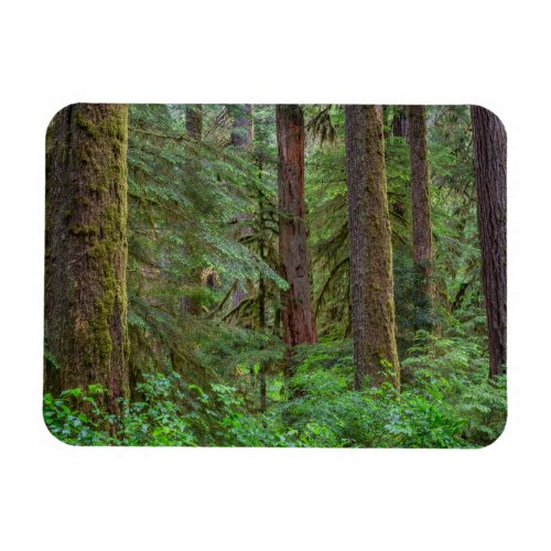 Willamette National Forest  Oregon Magnet