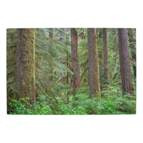 Willamette National Forest  Oregon Metal Print