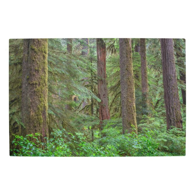 Willamette National Forest | Oregon Metal Print (Front)