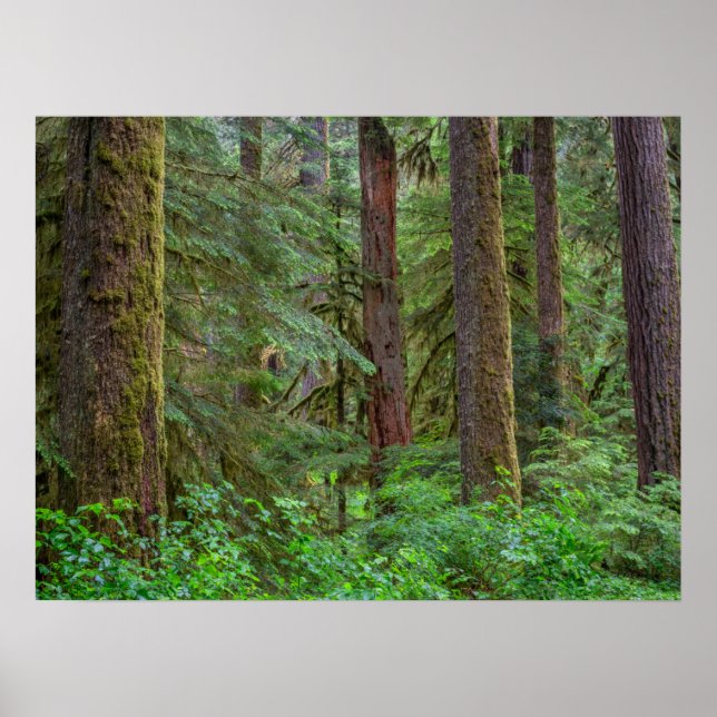 Willamette National Forest | Oregon Poster (Front)