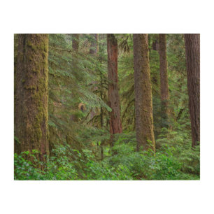 Willamette National Forest   Oregon Wood Wall Art