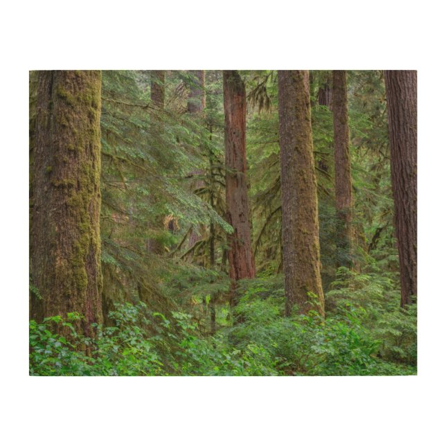 Willamette National Forest | Oregon Wood Wall Art (Front)