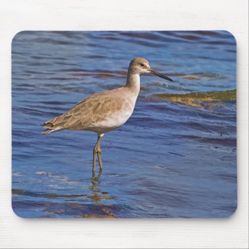 Willet Bird Wading Wildlife Mousepad