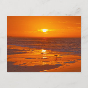 Willet on a Florida Beach at Dawn Postcard