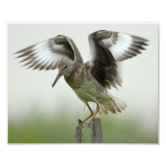 Willet Print