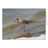 Willet Walking (Front Horizontal)