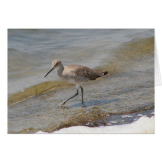 Willet Walking Cards