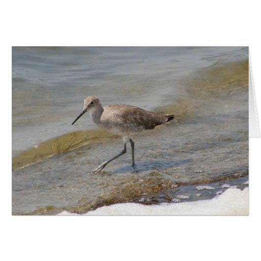 Willet Walking Cards (Front Horizontal)