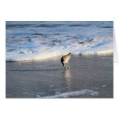 Willet's Interesting Find (Front Horizontal)