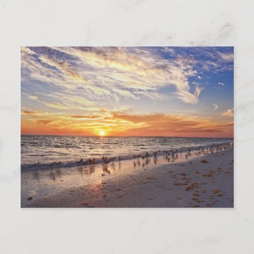 Willets on a Florida Beach at Sunset Postcard