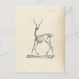 William Cheselden Deer Skeleton Postcard