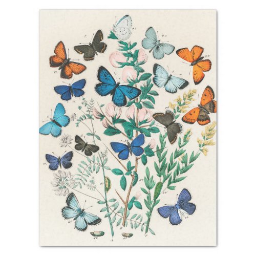 William Kirby  European Butterflies and Moths  Tissue Paper