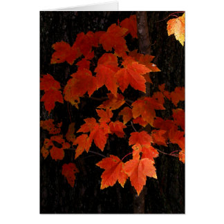 William O'Brien maple leaves Cards