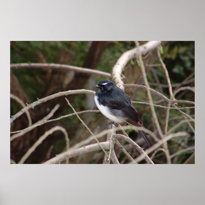 willie wagtail bird print no border