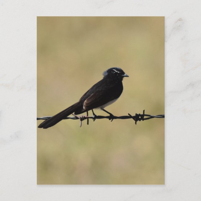WILLIE WAGTAIL ON FENCE QUEENSLAND AUSTRALIA POSTCARD (Front)