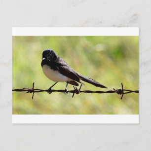 WILLIE WAGTAIL RURAL QUEENSLAND AUSTRALIA POSTCARD