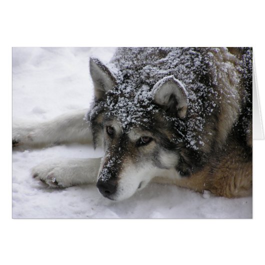 Willie wolf cards (Front Horizontal)