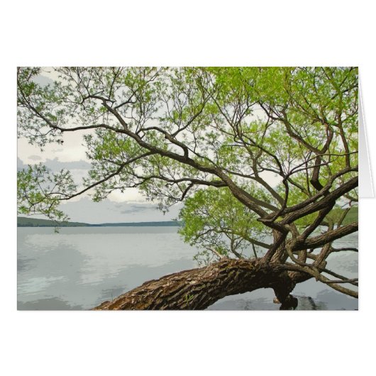 Willow at the Lake Cards (Front Horizontal)