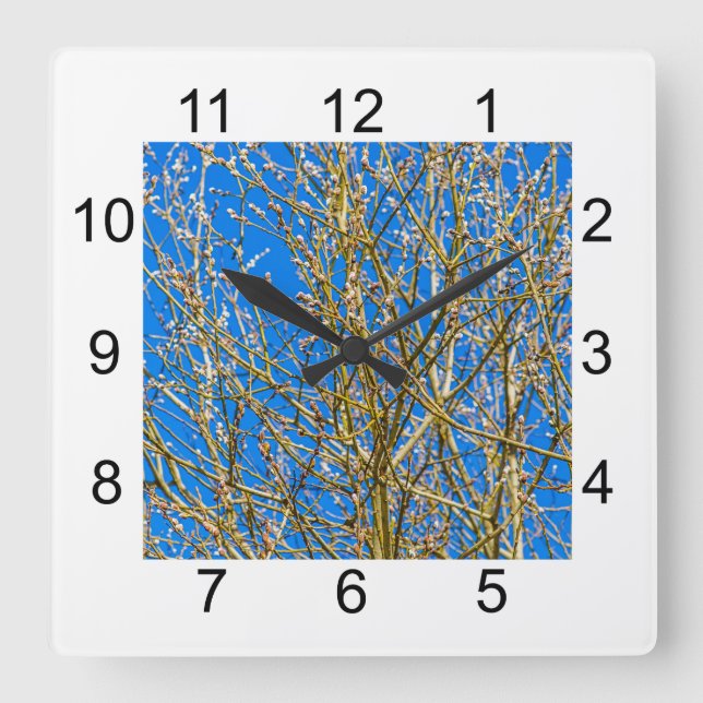 Willow buds - Morning Of Spring Square Wall Clock (Front)
