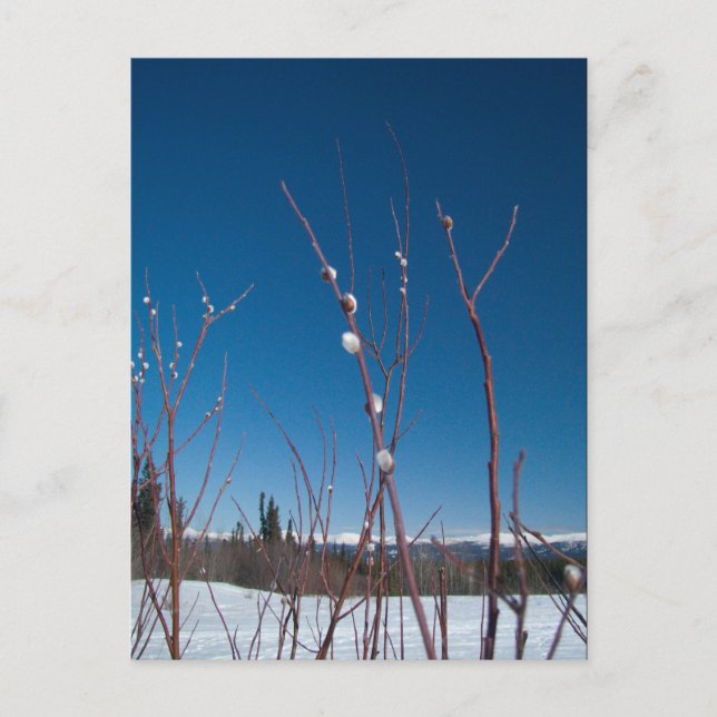 Willow Catkin Portrait Postcard (Front)