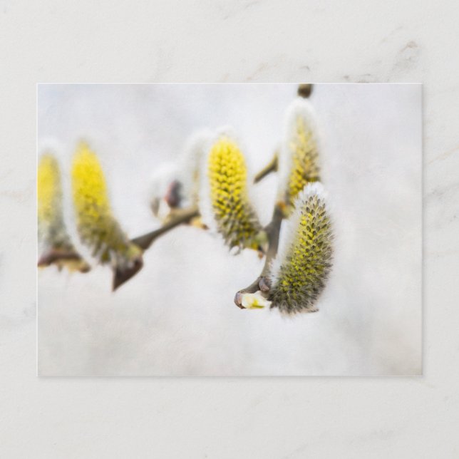 Willow Catkins - Silver World Postcard (Front)