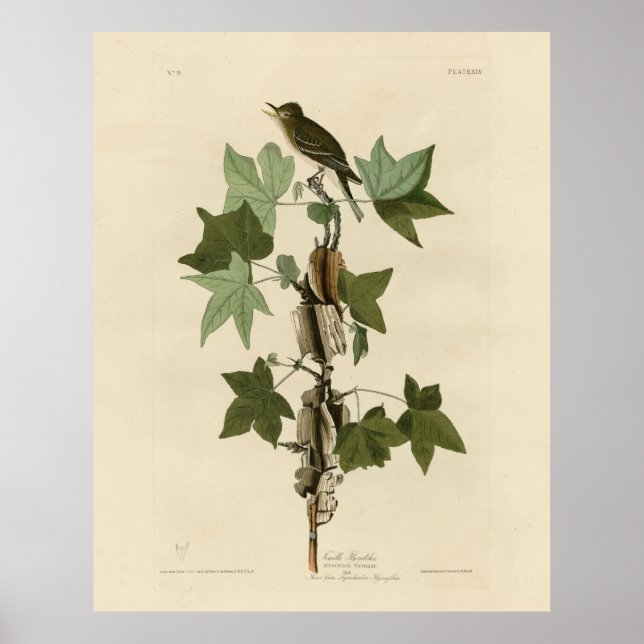 Willow Flycatcher - Audubon's Birds of America Poster (Front)