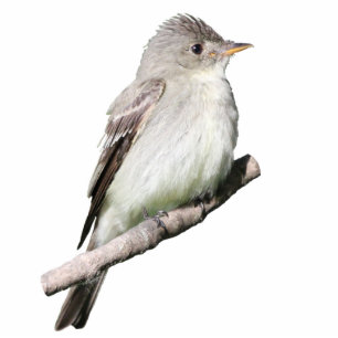Willow Flycatcher Cutout