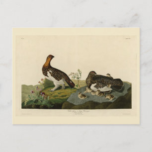 Willow Grous (Grouse) - Audubon's Birds of America Postcard
