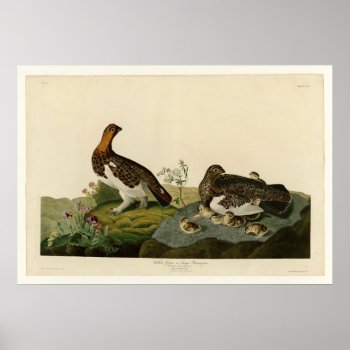 Willow Grouse Or Large Ptarmigan Poster by birdpictures at Zazzle