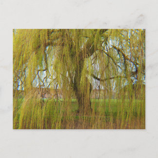 Willow in the Breeze Postcard