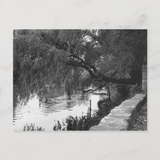 Willow Overhanging The River Postcard