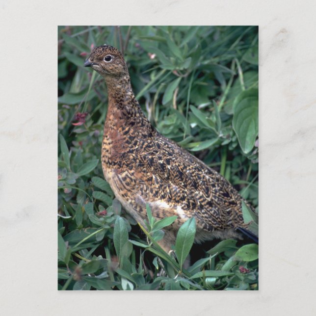 Willow ptarmigan, hen in summer postcard (Front)
