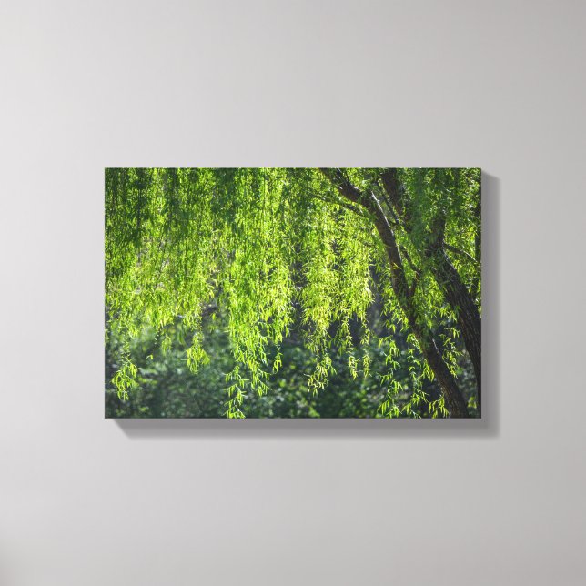Willow Tree Green Nature Canvas Print (Front)