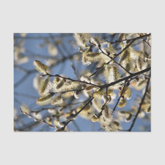 WILLOW TREE TISSUE PAPER (Front)