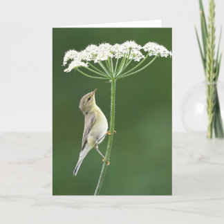 Willow warbler card