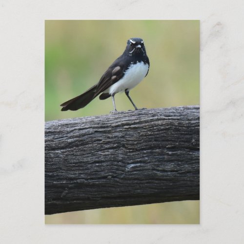 WILLY WAGTAIL ON FENCE QUEENSLAND AUSTRALIA POSTCARD