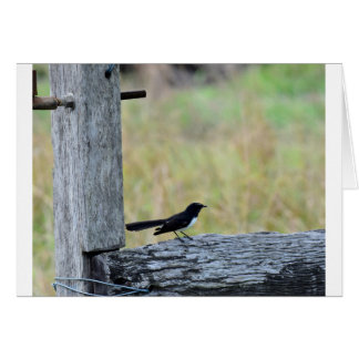 WILLY WAIGTAIL ON FENCE RURAL QUEENSLAND AUSTRALIA CARDS